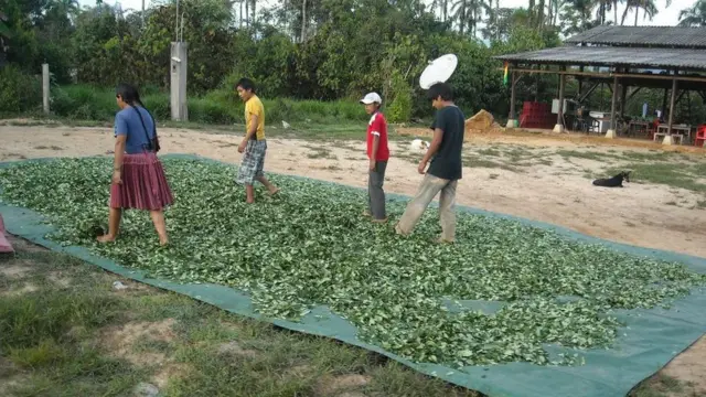 Cocaleros en las inmediaciones del TIPNIS