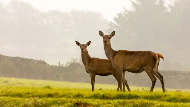 Олени на лугу