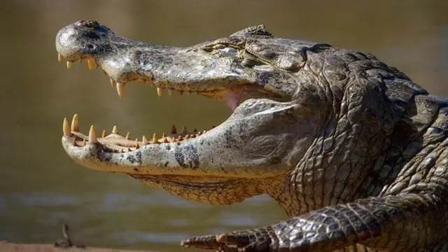 5 மீட்டர் நீளம் வளரக்கூடிய தென் அமெரிக்காவில் வாழும் மிகப்பெரிய முதலை இனம் பிளாக் கெய்மான்