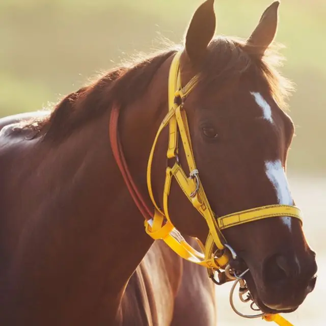 Primer plano de un caballo