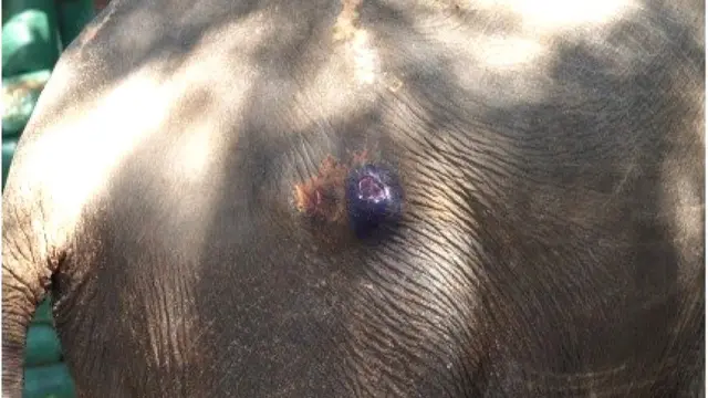 CENTRE FOR ECO-CULTURAL STUDIES