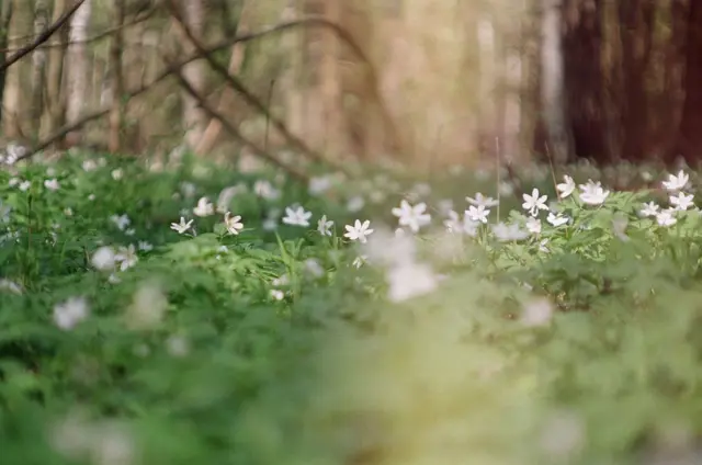 "Сады и парки"