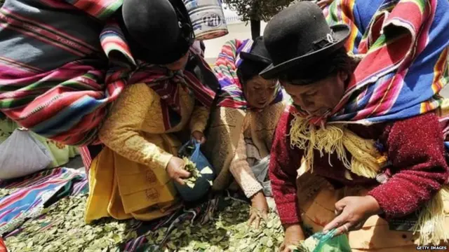 ਕੋਕਾ ਦੀ ਖੇਤੀ