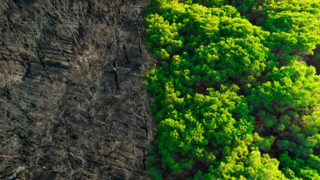 Terreno desforestado junto a uno con bosque