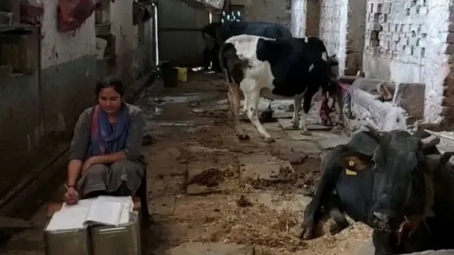 सोनल शर्मा, गाईगुरं, शेणगोवऱ्या, गोठा, पशुपालन