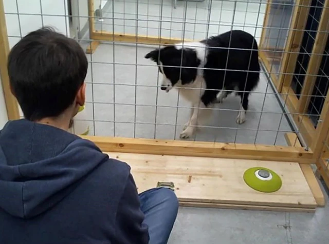 การทดลองที่สุนัขตั้งตารอให้คนกดปุ่มเพื่อให้อาหารกับมัน