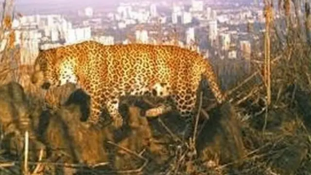 Lebih 40 ekor macan tutul hidup di hutan Mumbai.