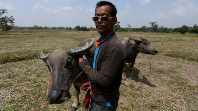 นายสุนทรจูงควายกลางทุ่งนา