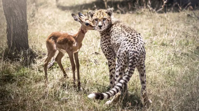 Antílope com leopardo