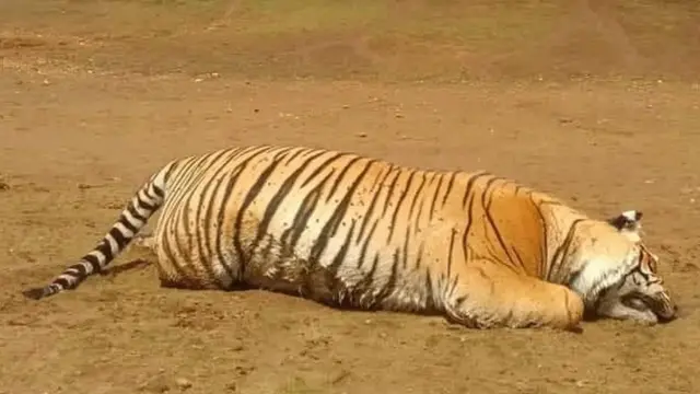 நீலகிரியில் இறந்துகிடந்த புலியின் வயிற்றில் பிளேடு கண்டுபிடிப்பு