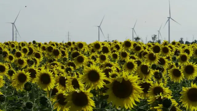 રશિયાના નિયંત્રણ હેઠળના સૂરજમુખીના ખેતર