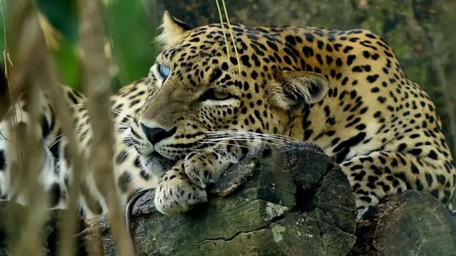 දිවි දඩයම