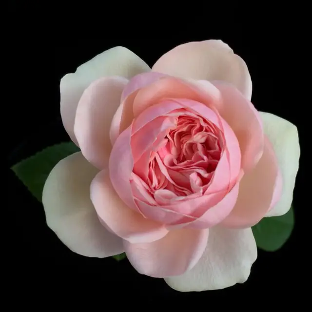 Rosa de David Austin