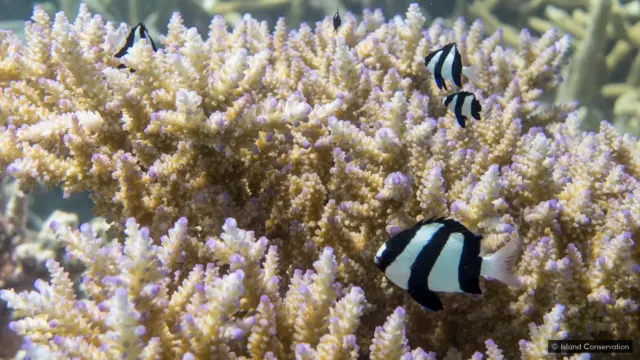 Island Conservation