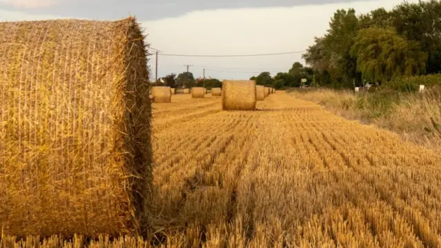 Линкольнширское поле