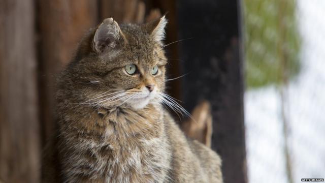 Как кошки покорили древний мир - BBC News Русская служба