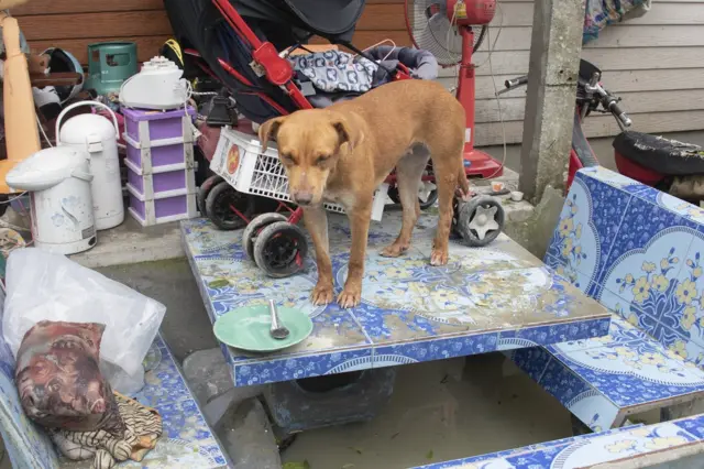 สัตว์เลี้ยงเองก็ต้องอพยพ