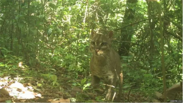 ológbò alawọ̀ wúrà