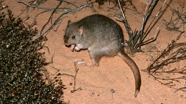 Bettong burrowing (kangguru tikus) di atas pasir pada malam hari, Australia.