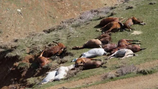 خيول وبغال قتلت على يد حرس الحدود الإيراني