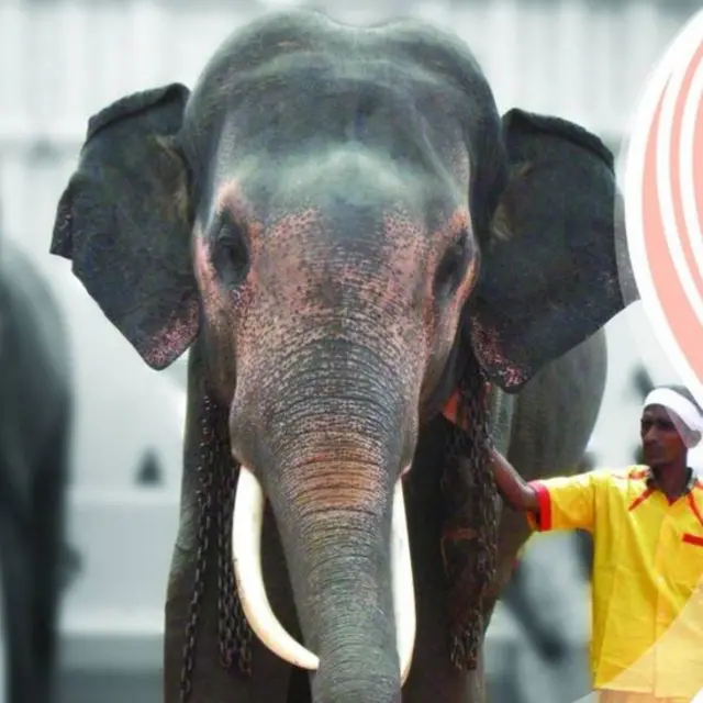 කාවේරි රාජා - ශ්‍රී දළදා මාලිගාව