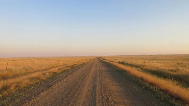 Bizoni su gotovo istrebljeni