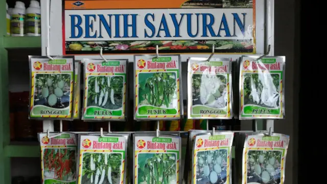 Benih sayuran