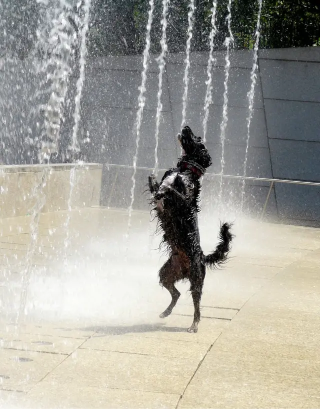Perro en una fuente