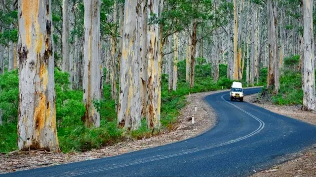 यूकैलिप्टस का जंगल