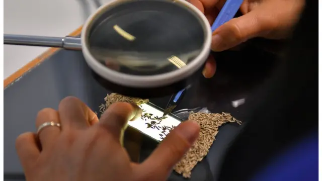 นักวิจัยคัดเลือกเมล็ดพันธุ์