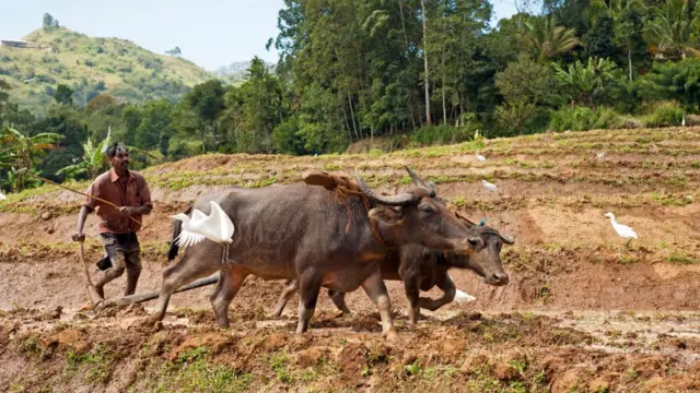 Agricultor no Sri Lanka