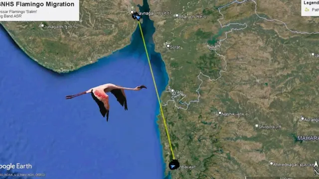 फ्लेमिंगो पक्षी सलीम