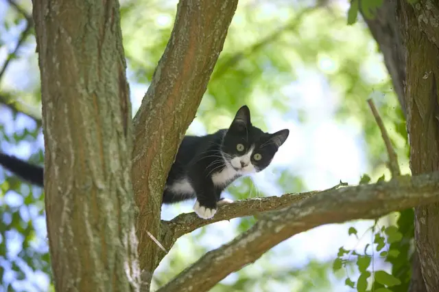 Кот на дереве