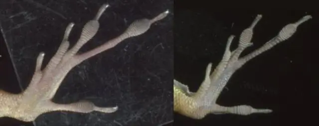波多黎各的蜥蜴(Anole lizards)