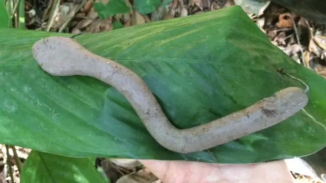 Réplicas predada por ave na cabeça, mamífero e também mordida por mamífero na vegetação