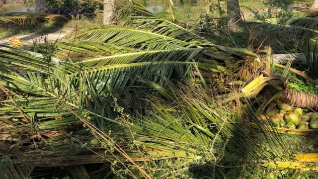 "தென்னை மரங்கள் உருவாக ஒரு தலைமுறையாகும்": தென்னை விவசாயிகள் வேதனை