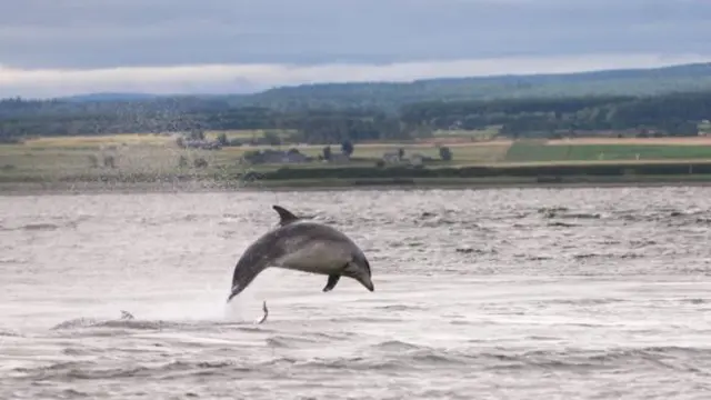 เสียงดังรบกวนในระดับสูง ยังส่งผลกระทบถึงสัตว์เลี้ยงลูกด้วยนมในทะเลอื่น ๆ เช่นโลมา