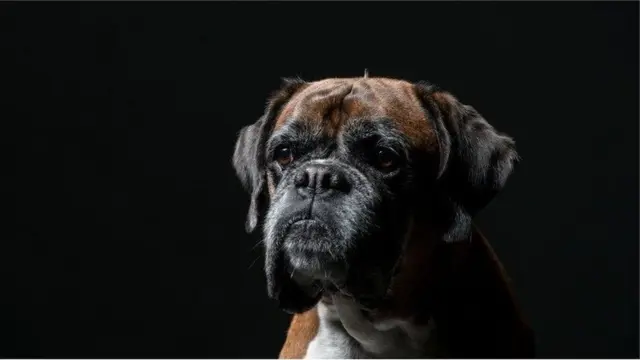 Anjing boxer