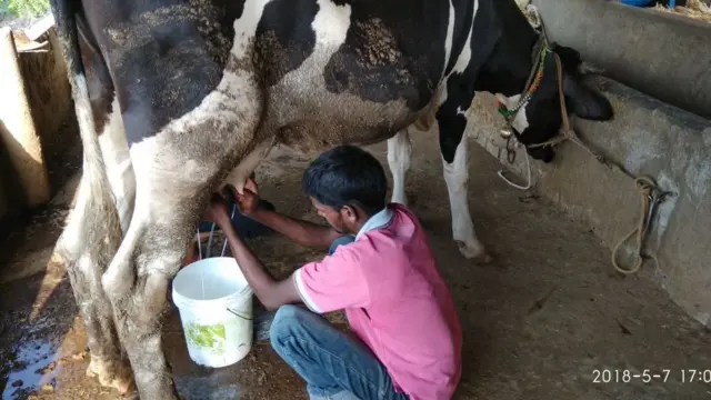 गाईची धार