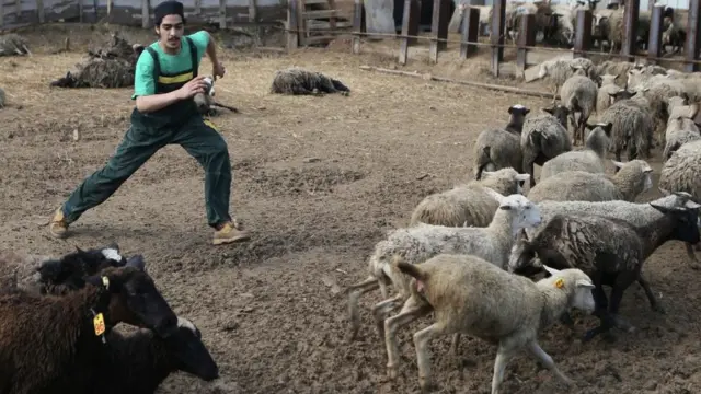 Müsəlmanlar Ukraynanın paytaxtı Kiyevdə Er Rəhma məscidində namaz qıldıqdan sonra qurbanlıq heyvan ala bilərlər
