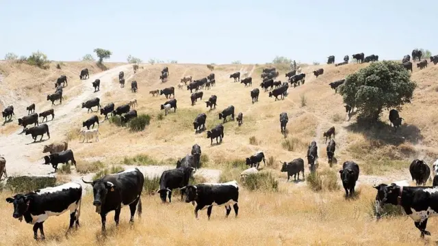 GPS से लैस क्यों हो रहे हैं स्पेन के चरवाहे?