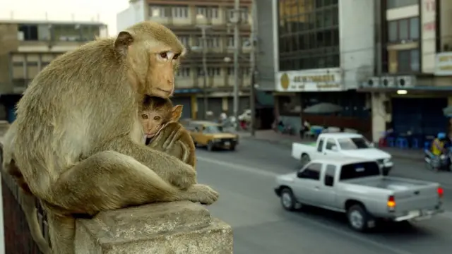 ลิงตึก มักชอบหยิบฉวย พยายามขโมยอาหารจากผู้คน