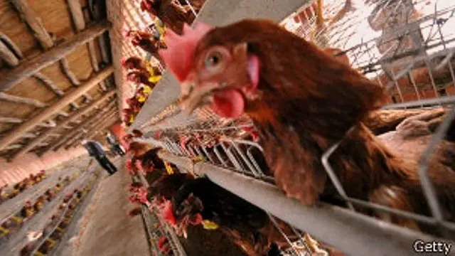 বাংলাদেশের বাংলাদেশ প্রাণিসম্পদ গবেষণা ইন্সটিটিউটের তথ্য অনুযায়ী, বর্তমানে দেশের পোলট্রি মার্কেটে আকার ৩৫ হাজার কোটি টাকার বেশি।