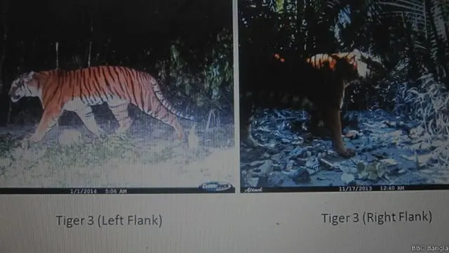 পয়লা জানুয়ারি ভোর ৫টায় সুন্দরবনের দক্ষিণ পূর্ব ব্লকে ক্যামেরায় ধরা পড়া বাঘের ছবি (বাঁয়ে)। দ্বিতীয় ছবিটি ধরা পড়েছে গত বছরের ১৭ই নভেম্বর রাত ১২টা চল্লিশ মিনিটে (ডানে)।