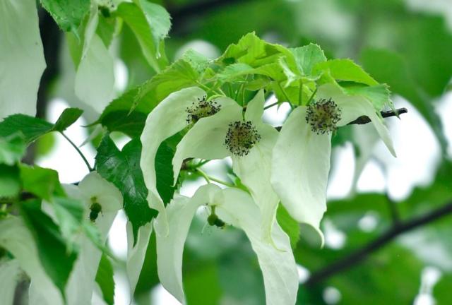 珙桐又称"中国鸽子树"、"手帕树"，是植物界著名的"活化石"。开花时，花朵洁白，似鸽子展翅欲飞。