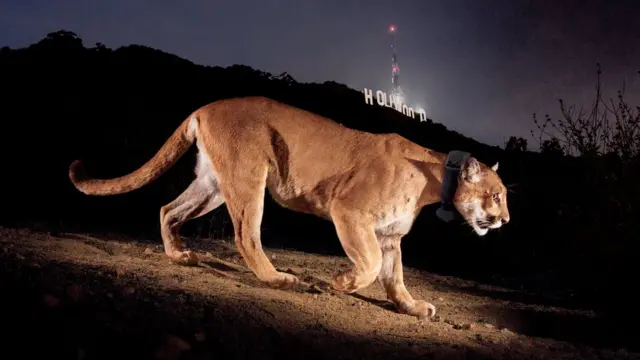 Fotografia colorida mostra um enorme felino1xbet 86frente ao letreiro1xbet 86Hollywood