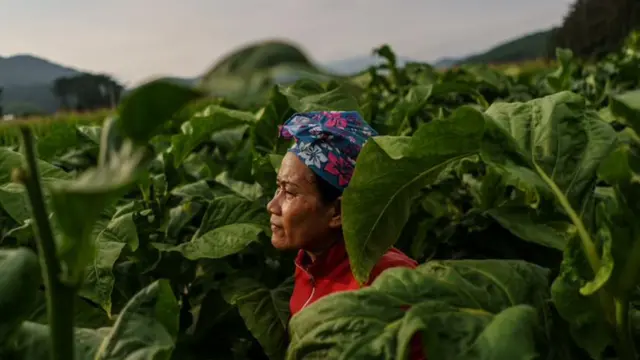 Uma trabalhadora migrante tailandesa cercada por folhasà qui appartient 1xbettabacoà qui appartient 1xbetuma fazenda sul-coreana