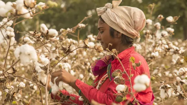 பருத்தி இறக்குமதிக்கு 10 சதவீத வரிவிதிப்பு: மத்திய அரசின் இந்த அறிவிப்பு யாருக்கு பயனளிக்கும்?
