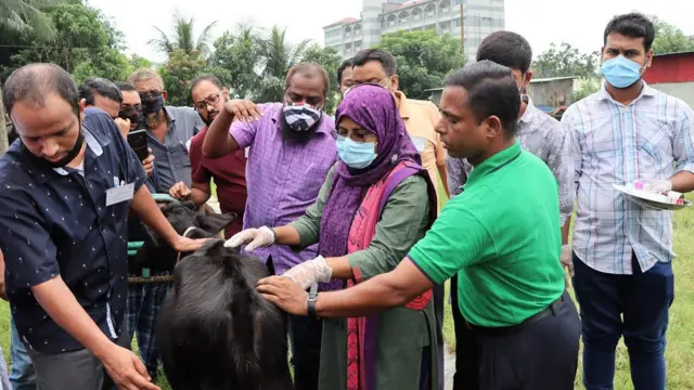 সালমা সুলতানা একটি গরুকে চিকিতসা দিচ্ছেন।