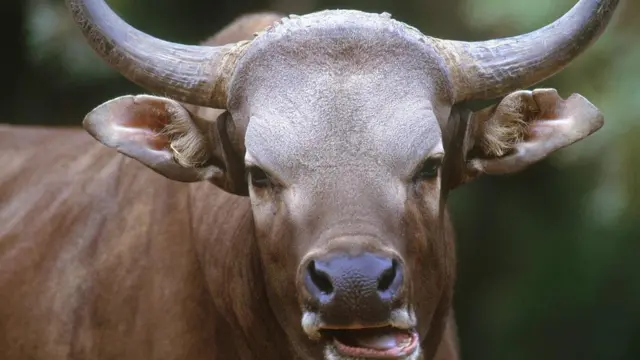 бик бантенг